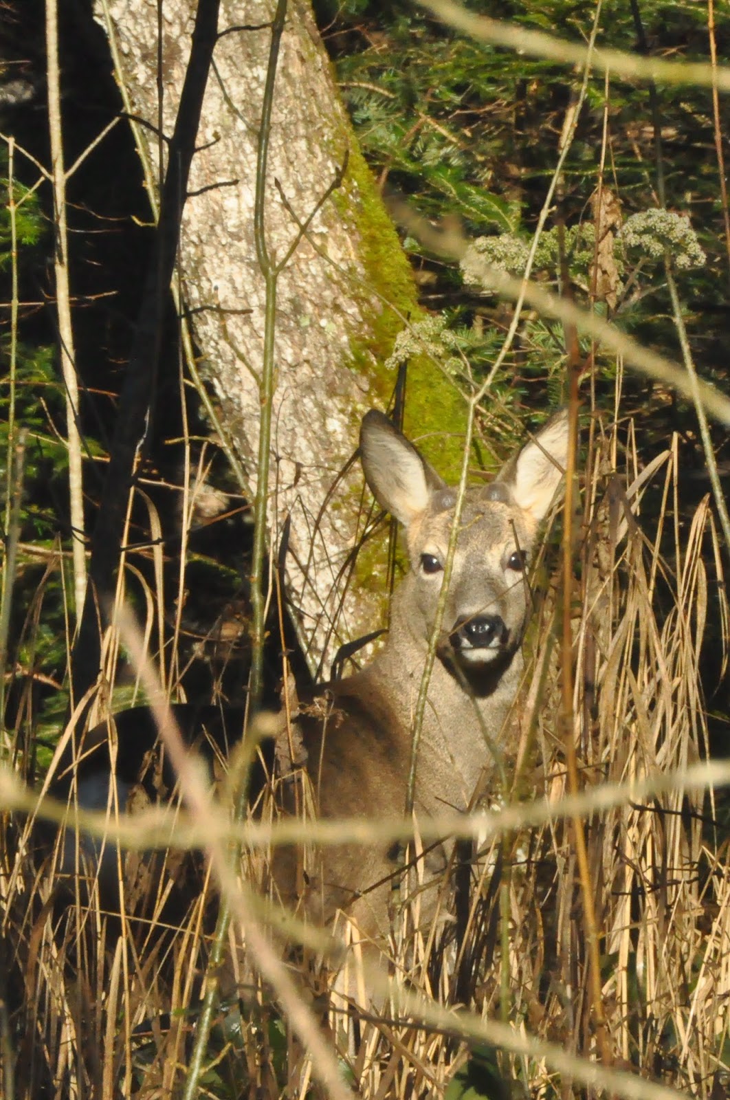 Dans La Forêt Les Animaux Auront Tous Un Petit Cadeau Un chemin au soleil: Noël en forêt