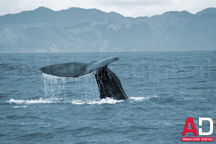 Antonio López Hidalgo 'Dama de Porto Pim', un libro único Montilla
