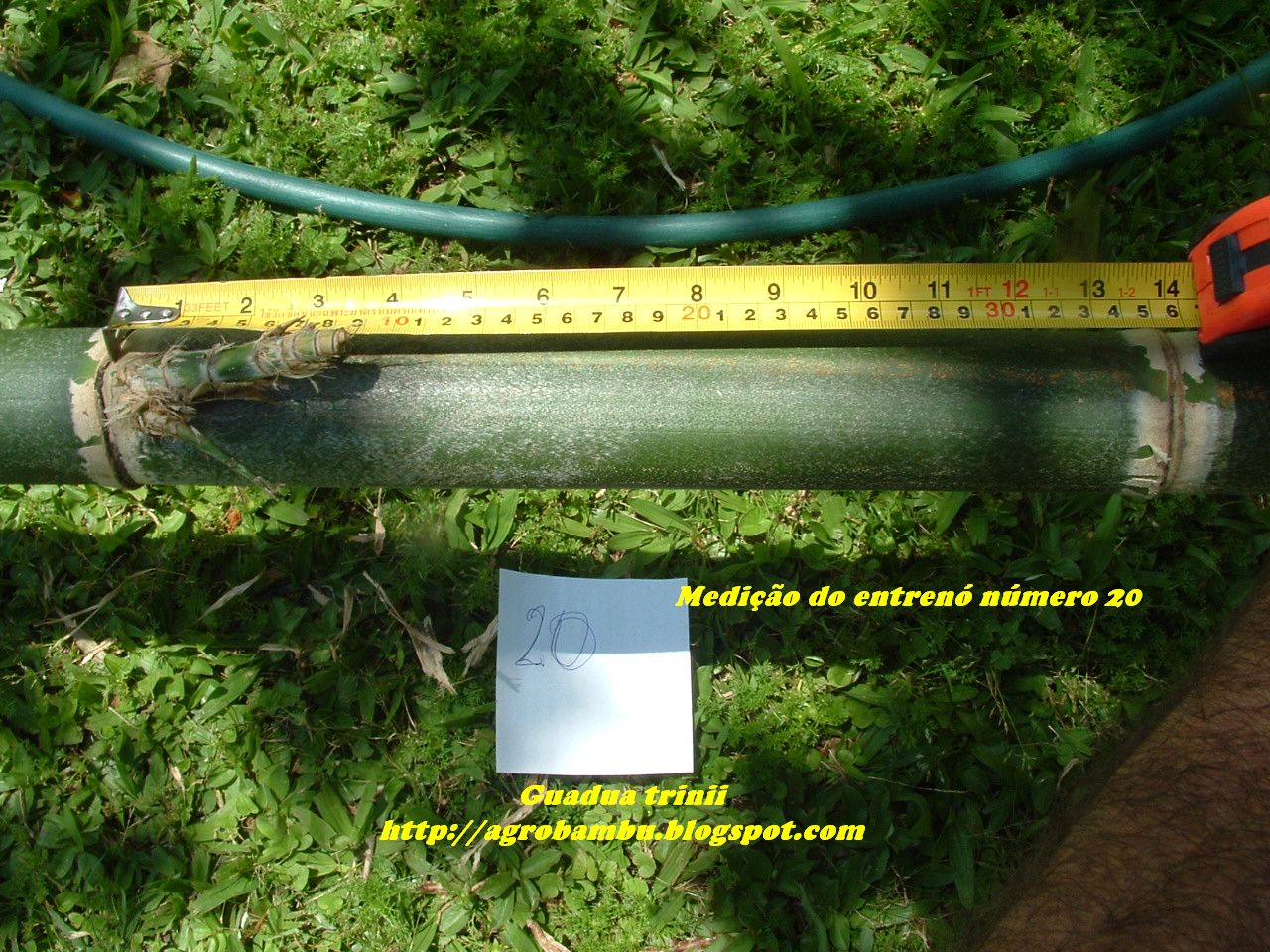 Agrobambu/Bambuplatz Garten GUADUA TRINII bambu nativo do rs