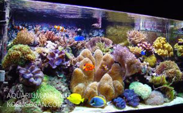 tips merawat akuarium air laut awet cara merawat akuarium air laut