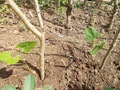 French bean seedlings The 80 Minute Allotment Green Fingered Blog