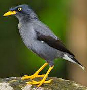 Tips Cara Merawat Burung Jalak Hitam Bunyi Nyaring Gacor