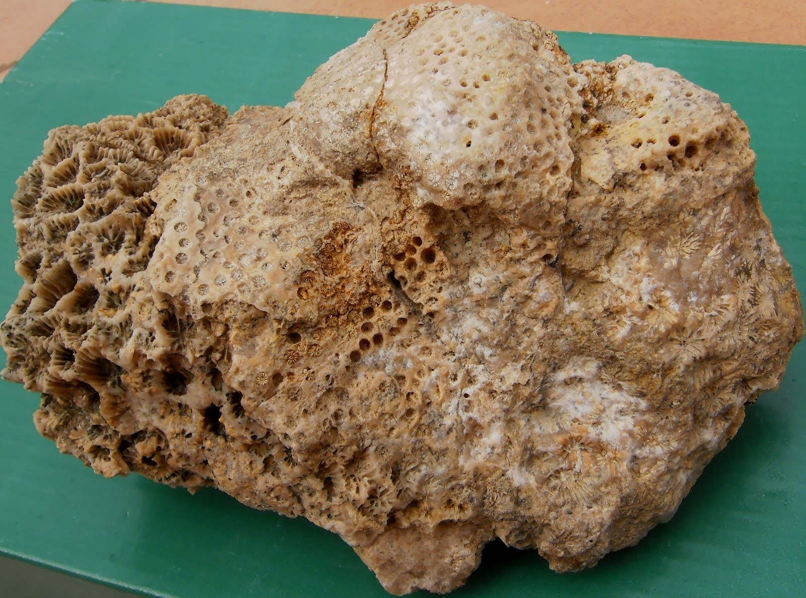 Fossil corals: Fossil Corals: A beautiful...