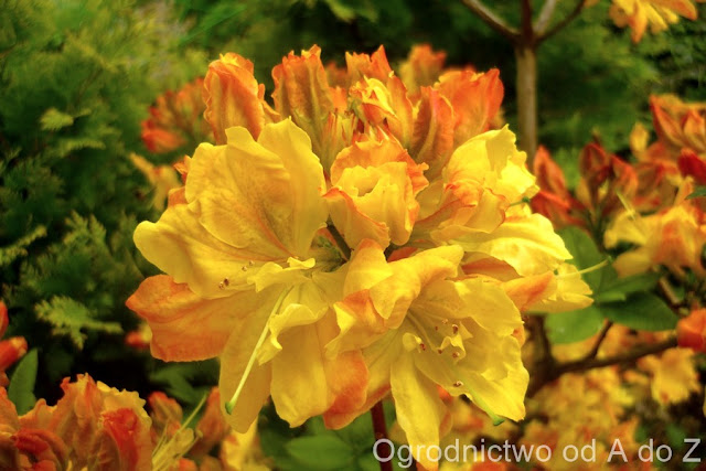 Azalia wielkokwiatowa ‘Sunte Nectarine’ Azalea ‘Sunte Nectarine’