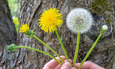 Dandelions at each stage of the dandelion life cycle.