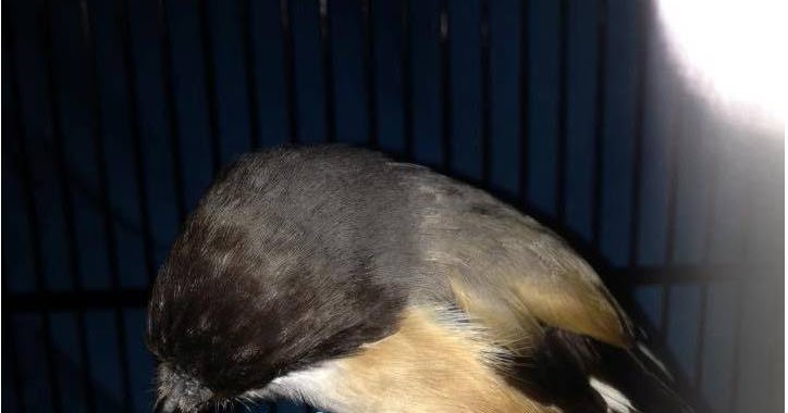 Cara Merawat Kacer Mabung Nyulam Informasi Kesehatan 2020 Cara Merawat Kacer Mabung Nyulam Informasi Kesehatan 2020