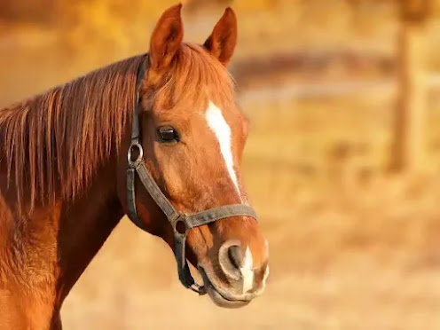 horse information in Marathi language horse information in Marathi language