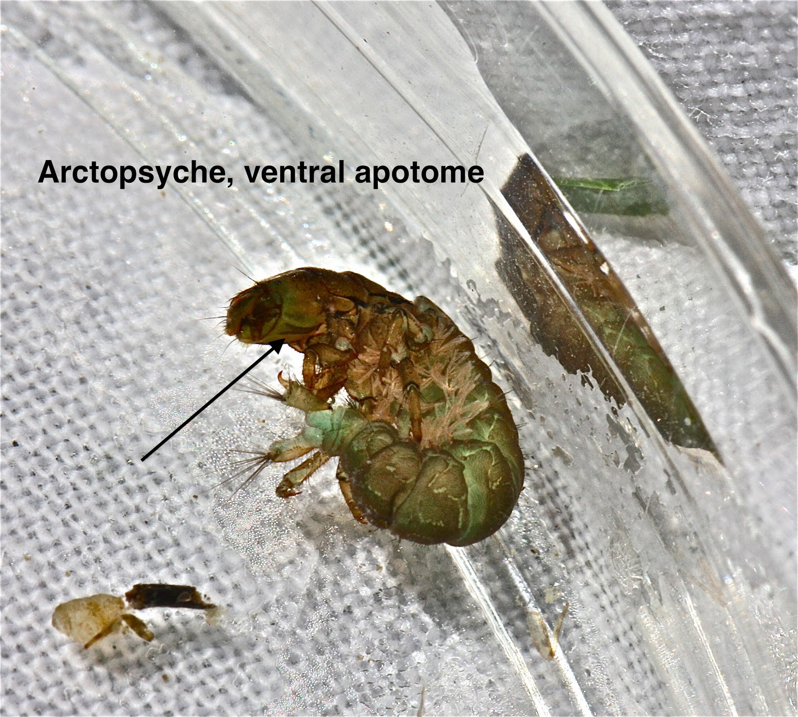 Aquatic Insects of Central Virginia: Finding New Genera in the Shadow ...