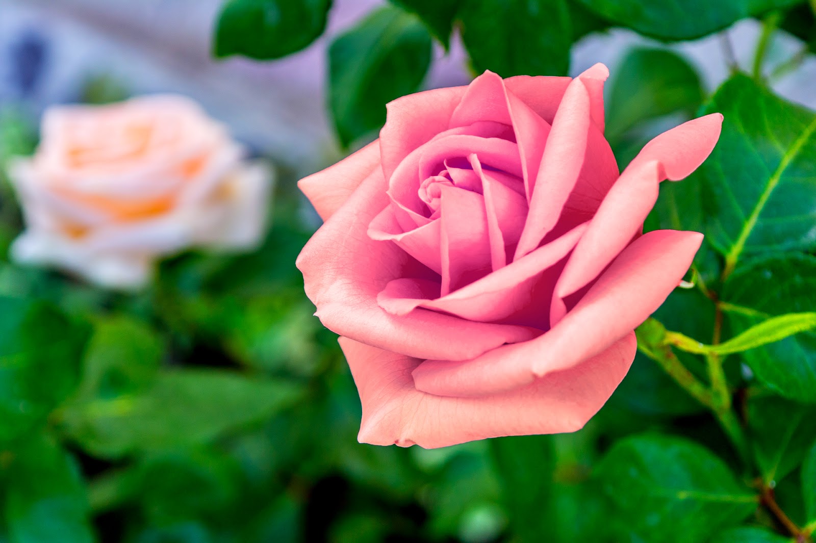 Kopi Hangat: Foto Bunga Mawar yang Cantik