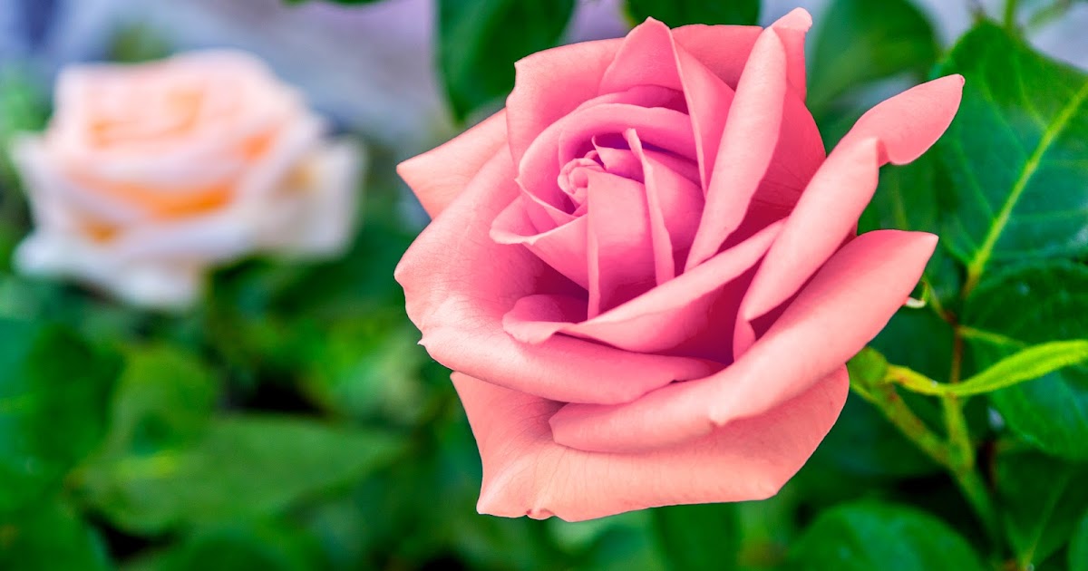 49+ Foto Wanita Memegang Bunga Mawar