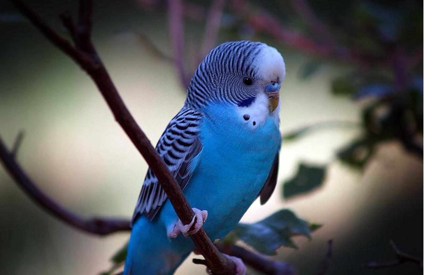 HD Animals: blue parrot wallpaper