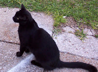 Panzer the cat