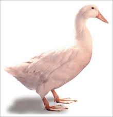 Perbedaan Bebek dan Itik ~ ANAK-KALIMANTAN