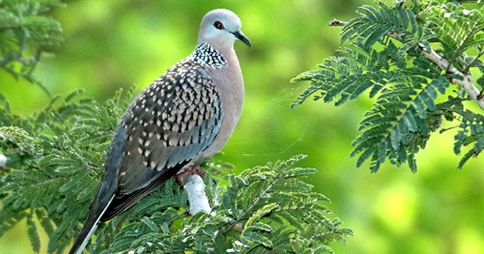 Contoh Burung Perkutut