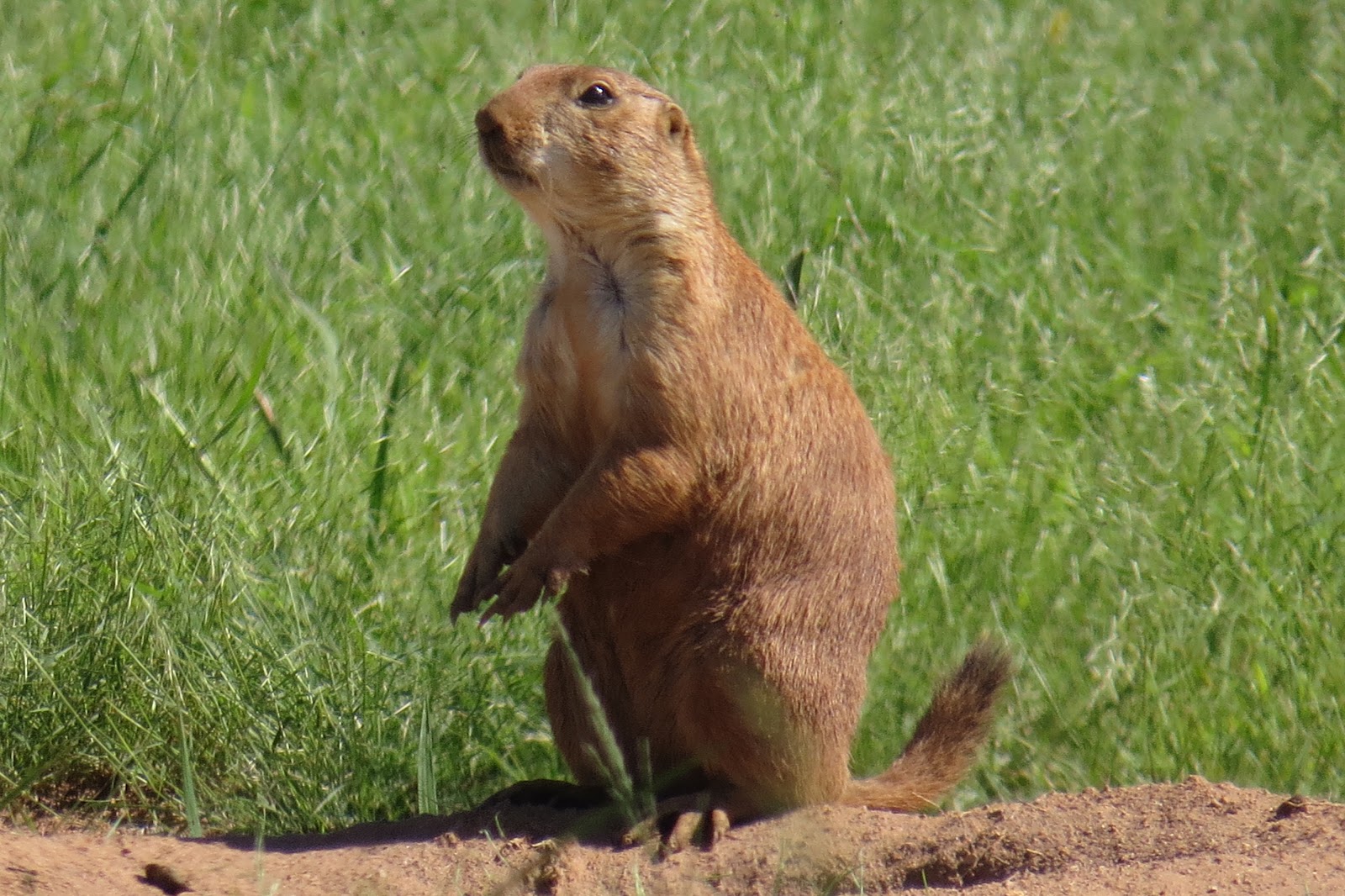 Mammals of Southern Arizona