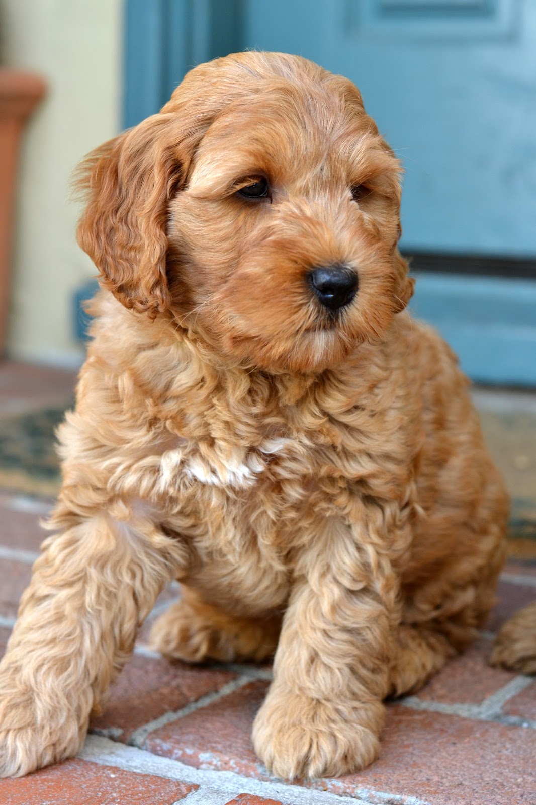 Golden Gate Labradoodles Authentic Australian Labradoodles Vixen's "Snugglebunnies" Ready to