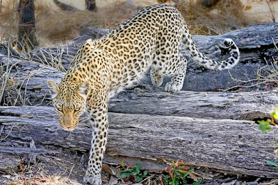 Botswana wildcat