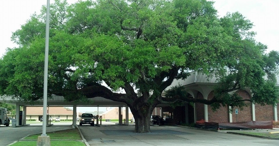 Not What I Expected A Tree Grows in Houma