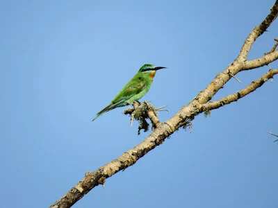 Little Green Bee-eater in Uganda's Mburo National Park