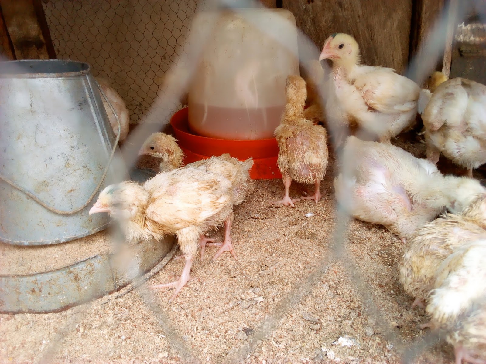 FEEDING PIGS WITH POULTRY MANURE