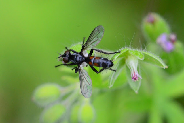 Cylindromyia pusilla Cylindromyia pusilla