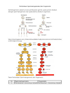 skema diagram peristiwa oogenesis - Visualisasi Melalui Skema Diag...
