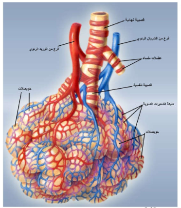 الشكل 18-9: كيس حويصلي محاط بالشعيرات الدموية بغزارة لتسهيل تبادل الغازات عبر الغشاء تنفسي