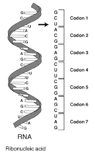RNA kodon