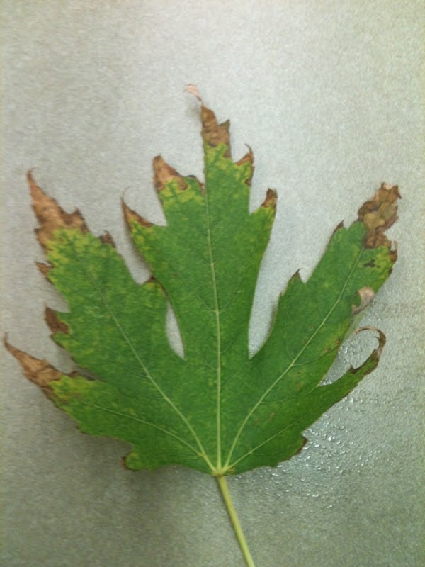 TreeSeason Log Observation 7 September 25, 2012