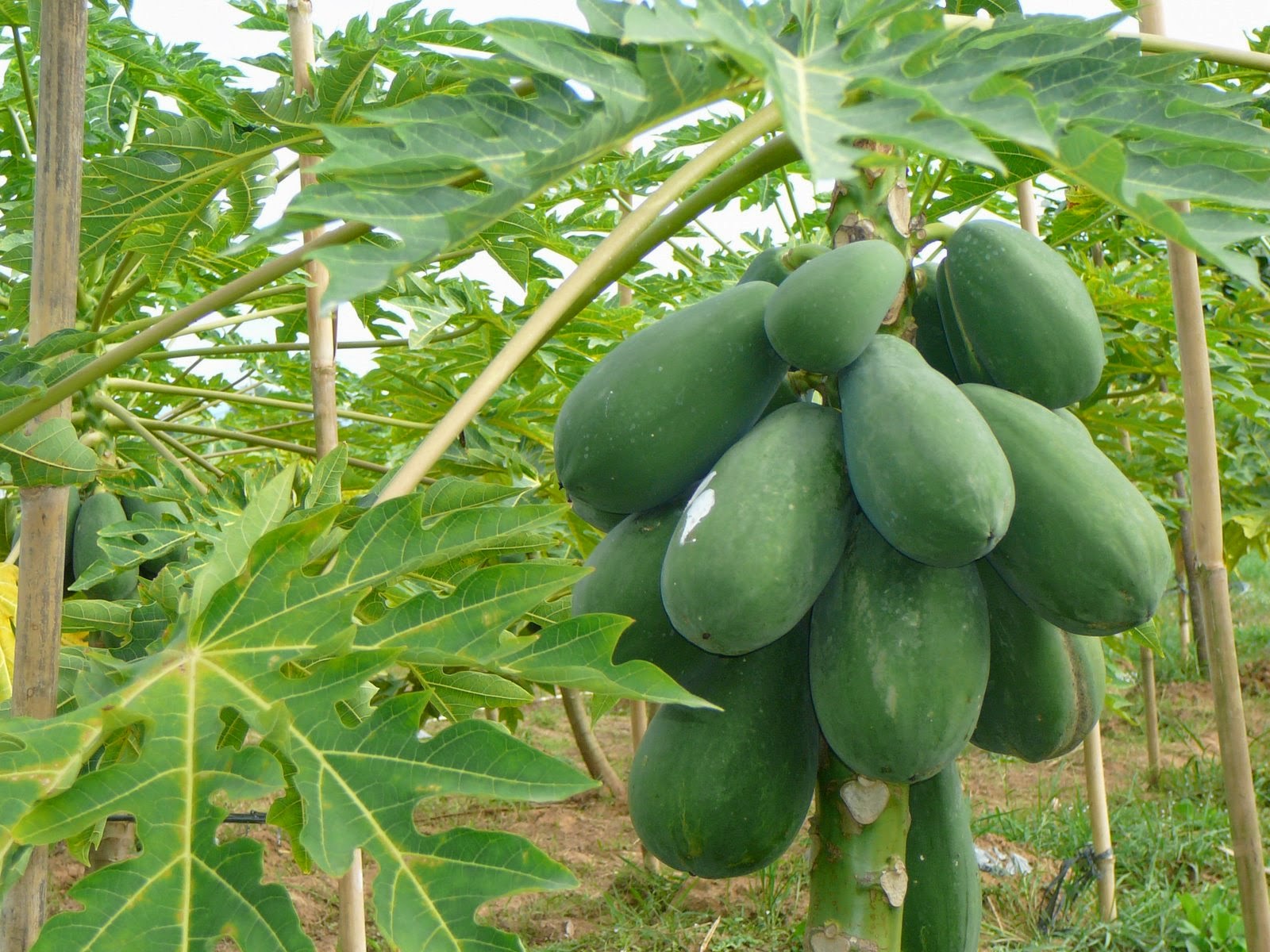 Benefits of Plants Various kinds Health Benefits of Papaya Fruit for
