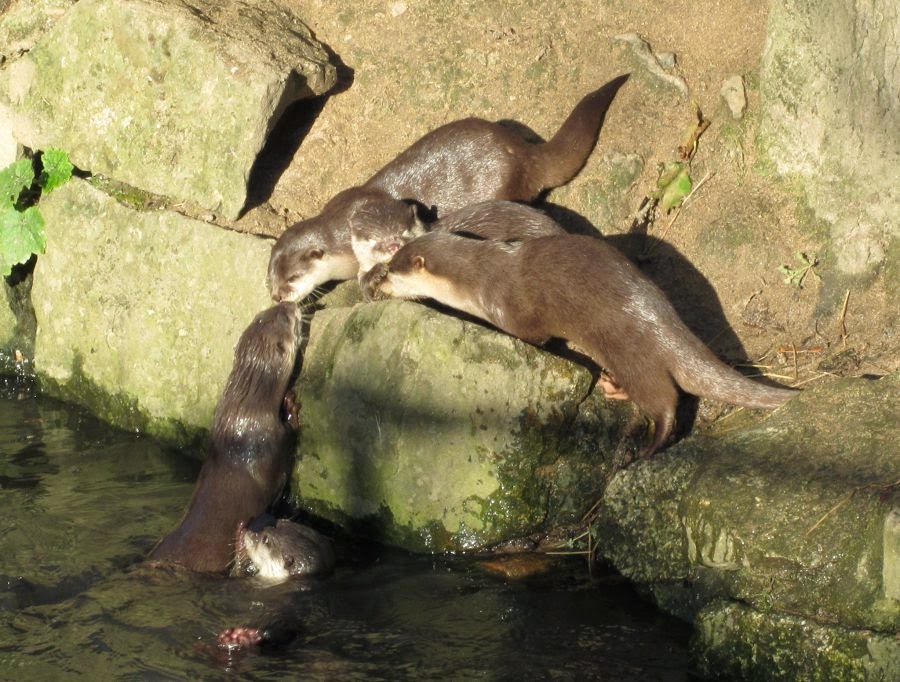 otters Newquay Zoo