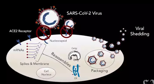 Coronavirus Update Coronavirus Update