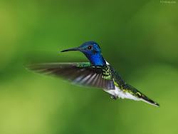 flying hummingbird hummingbirds planet earth animals