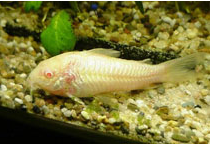 ciri morfologi Ikan Corydoras 