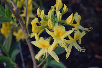 Rhododendron luteum 'Basta Select'