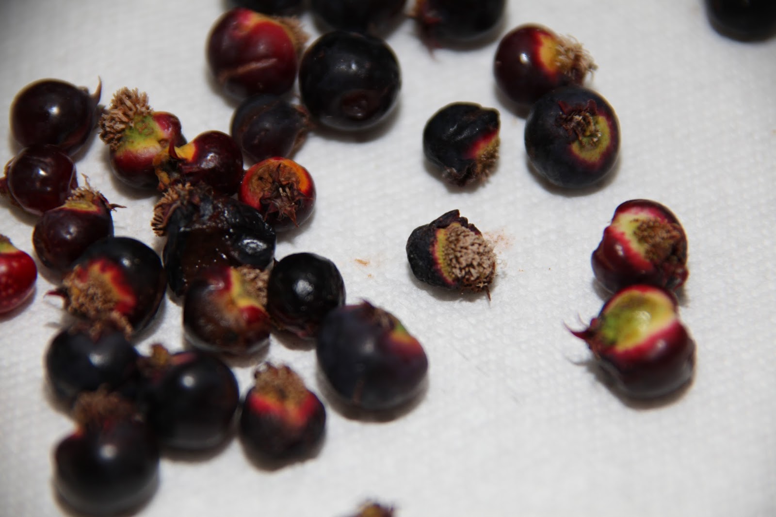 Wiese Acres Juneberries and CedarApple Rust