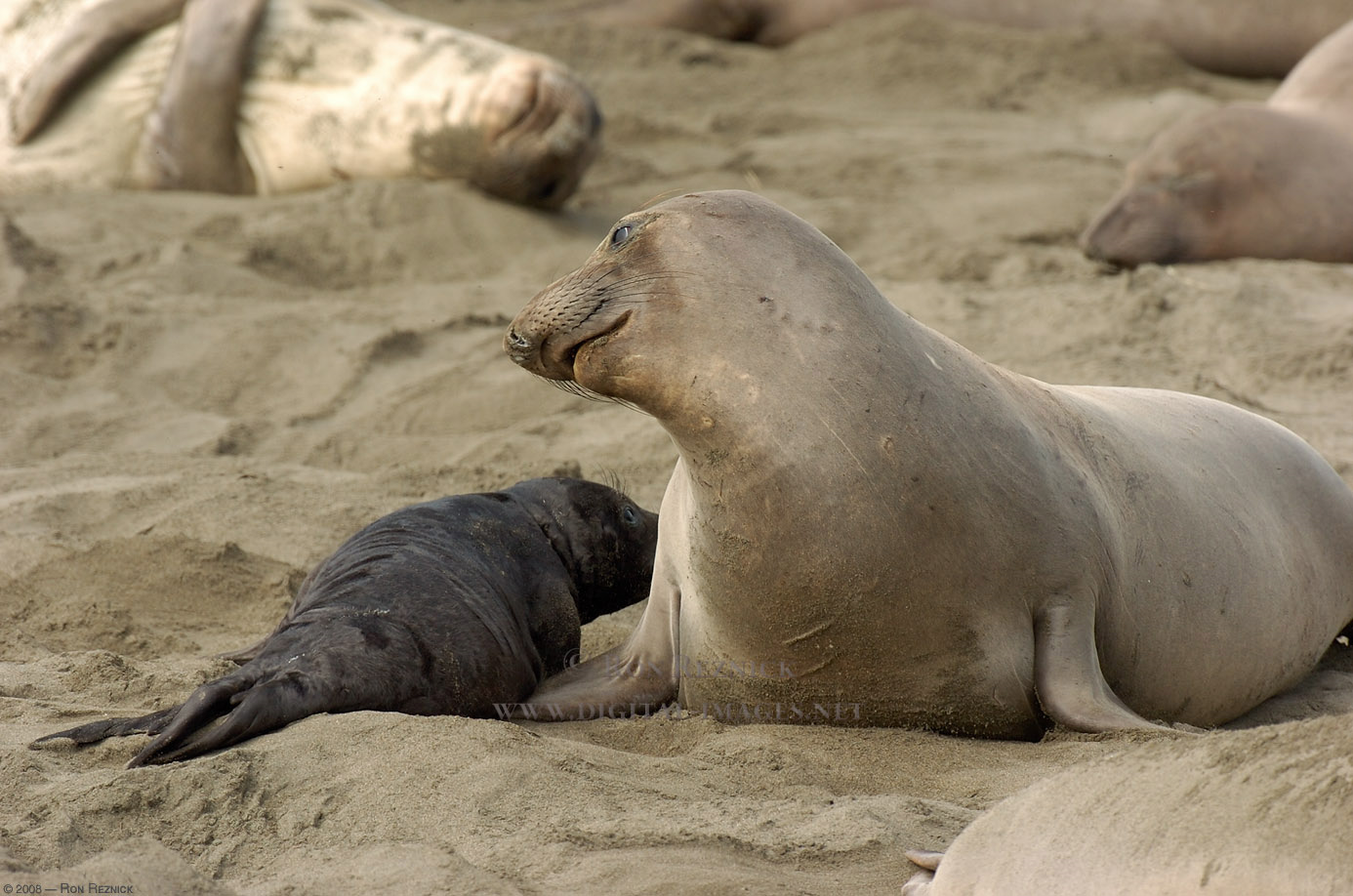 Elephant seals facts