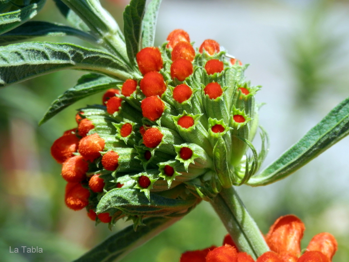 Leonotis leonurus