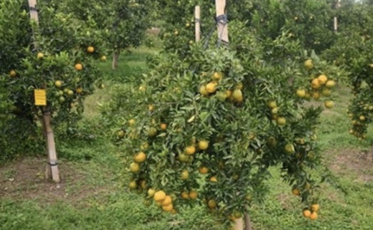 5++ Arti Mimpi Pergi Ke Kebun Buah Anggur, Mangga, Jeruk, Sayur Arti