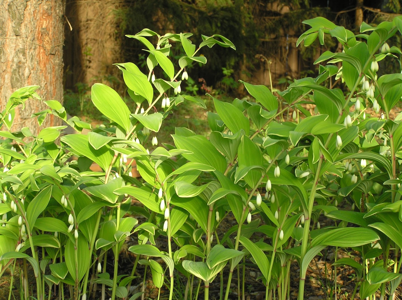Ogród Tamaryszka KOKORYCZKA WONNA