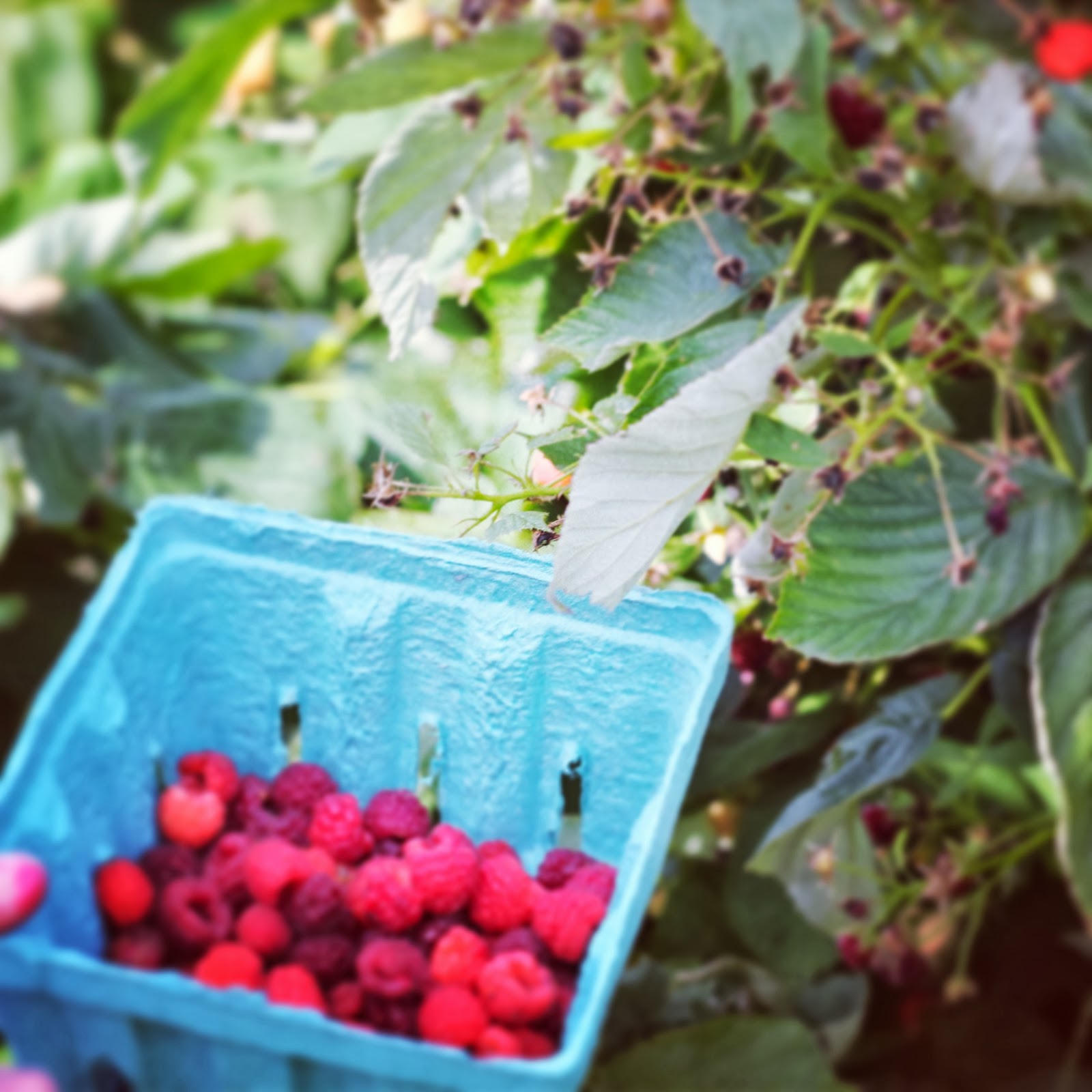 Intrinsic Beauty Farm to Table Spelt Pancakes with Stewed Peaches