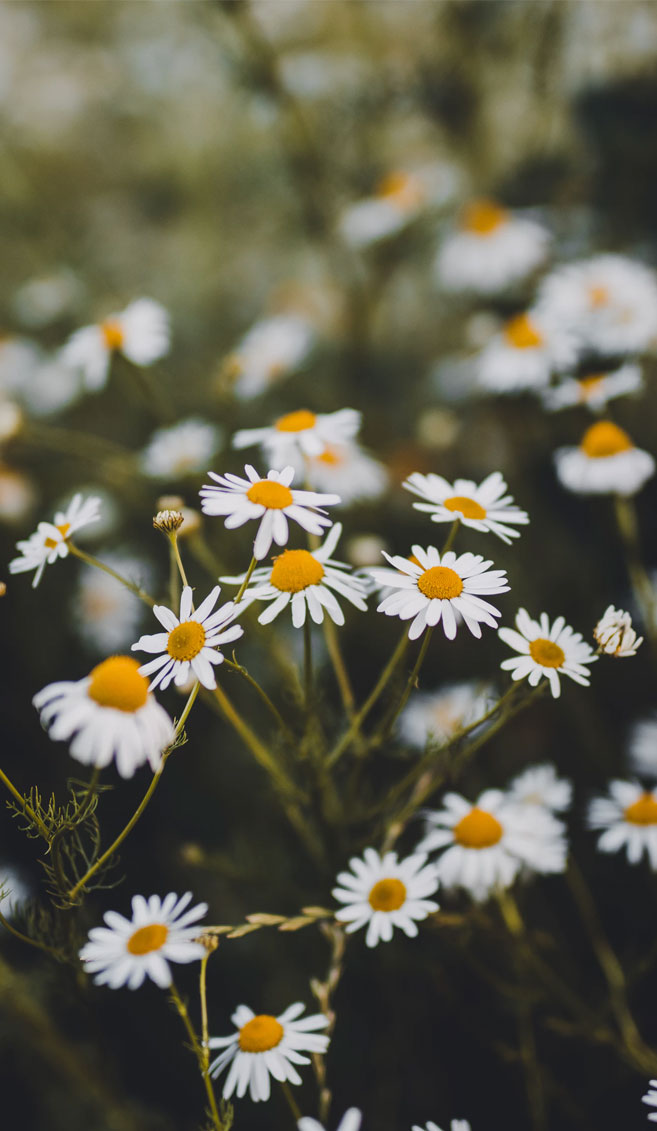 Daisy Phone Wallpaper Papatya Telefon Duvar Kağıdı
