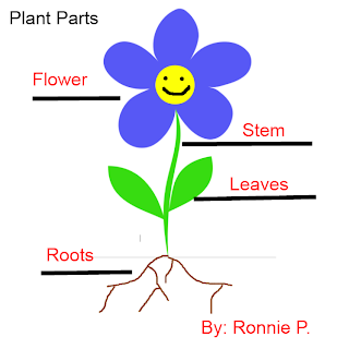 Parts of Plant