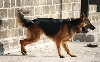 Facts About German Shepherd
