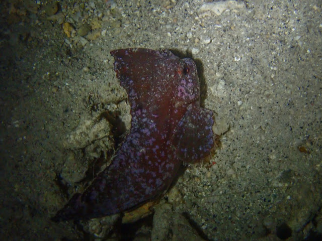 Ablabys taenianotus Ablabys taenianotus