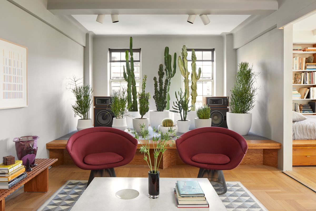 Decorar con cactus, las plantas con superpoderes