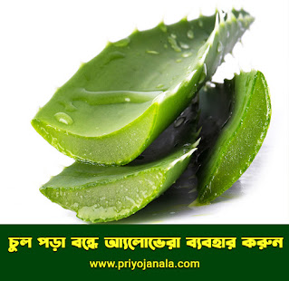 চুল পড়া বন্ধে আ্যলোভেরা