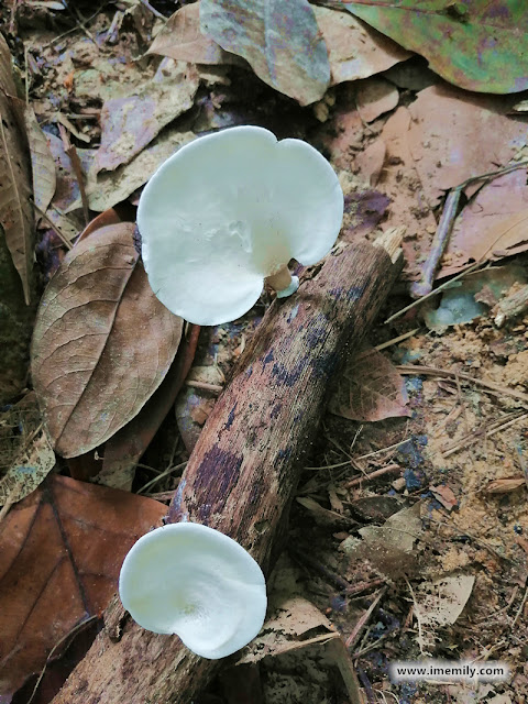 Flora & Fauna in Gasing Hill, PJ