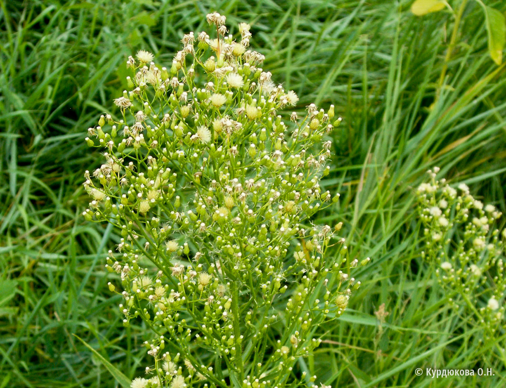 лебеда осот молочай. сорняк на букву. щучка дернистая. сорняки на огороде. сныть лебеда.