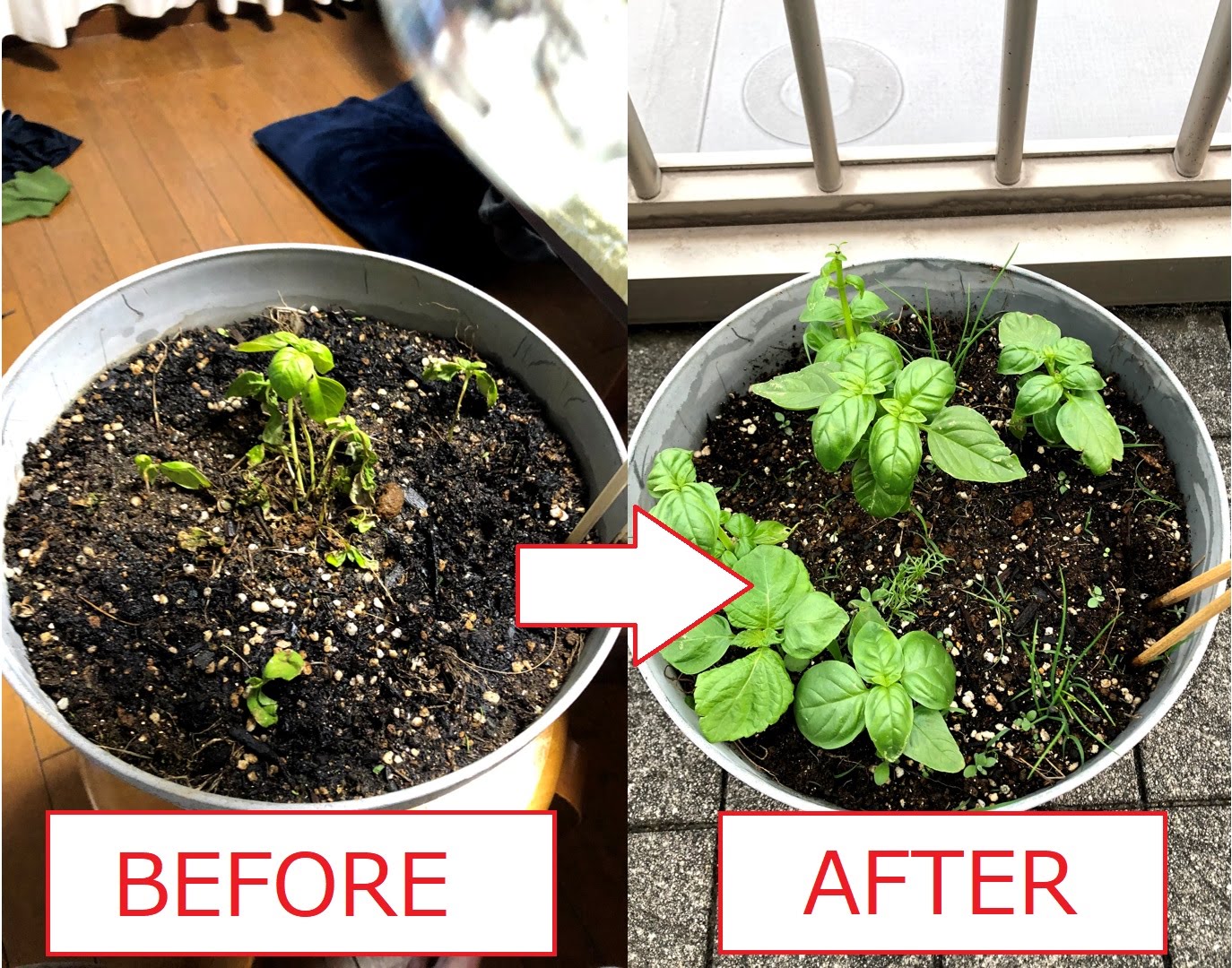 1 Simple Care and 3 Points to Revive damaged / dying Basil